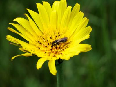  Andrena humilis Imhoff, 1832