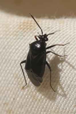  Deraeocoris ribauti Wagner, 1943