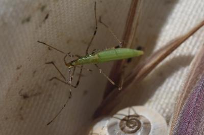 Apoplymus pectoralis Fieber, 1859