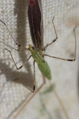  Apoplymus pectoralis Fieber, 1859