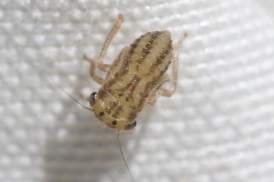  Agallia consobrina Curtis, 1833