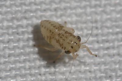  Agallia consobrina Curtis, 1833