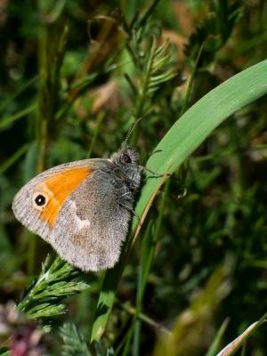 Fadet commun (Le), Procris (Le), Petit Papillon de Coenonympha pamphilus (Linnaeus, 1758)