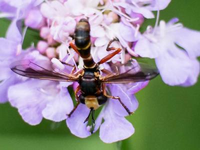  Physocephala chrysorrhoea (Meigen, 1824)