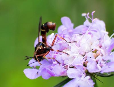  Physocephala chrysorrhoea (Meigen, 1824)