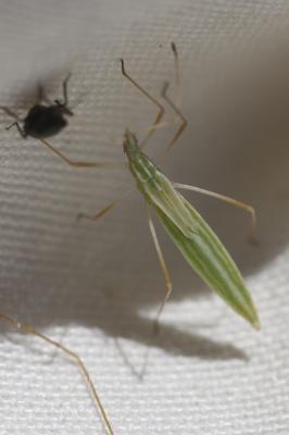  Berytinus clavipes (Fabricius, 1775)
