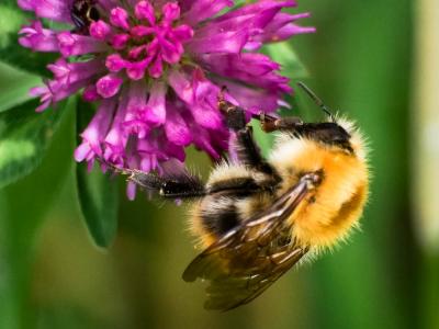  Bombus Latreille, 1802
