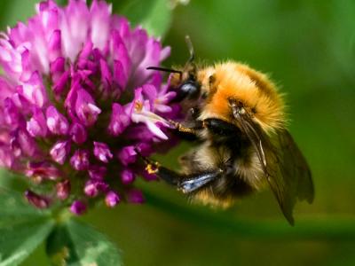  Bombus Latreille, 1802