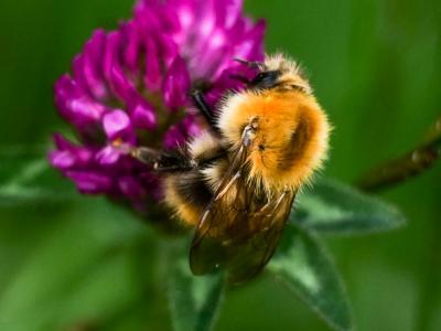  Bombus Latreille, 1802
