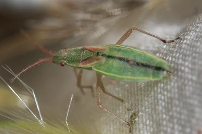  Myrmus miriformis (Fallén, 1807)