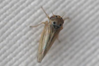  Austroagallia sinuata (Mulsant & Rey 1855)