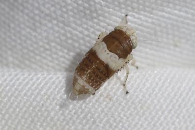  Allygidius atomarius (Fabricius, 1794)