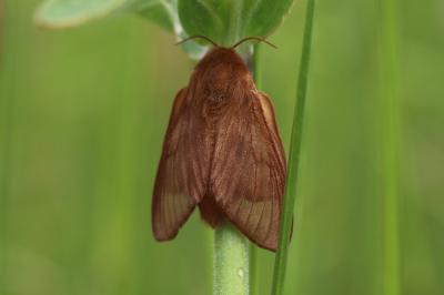 Franconienne (La) Malacosoma franconicum (Denis & Schiffermüller, 1775)