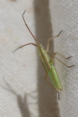 Punaise verte à antennes droites Megaloceroea recticornis (Geoffroy, 1785)