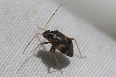  Cyphodema instabilis (Lucas, 1849)