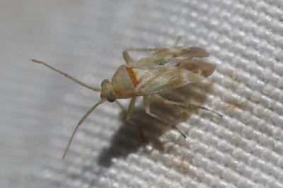  Placochilus seladonicus (Fallén, 1807)