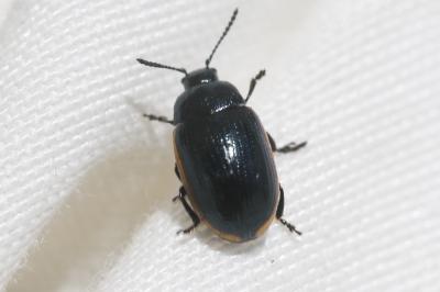  Prasocuris glabra (Herbst, 1783)