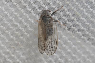  Pentastiridius leporinus (Linnaeus, 1760)