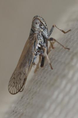  Pentastiridius leporinus (Linnaeus, 1760)