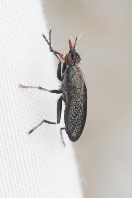  Coremacera marginata (Fabricius, 1775)