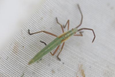  Chorosoma schillingii (Schilling, 1829)