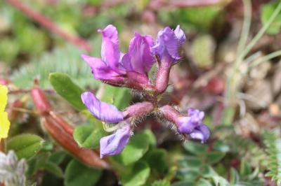 Oxytropis négligée, Oxytropis des Pyrénées Oxytropis neglecta Ten., 1831