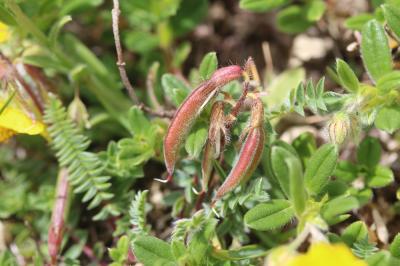 Oxytropis négligée, Oxytropis des Pyrénées Oxytropis neglecta Ten., 1831