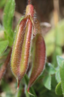 Oxytropis négligée, Oxytropis des Pyrénées Oxytropis neglecta Ten., 1831