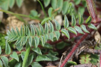 Oxytropis négligée, Oxytropis des Pyrénées Oxytropis neglecta Ten., 1831
