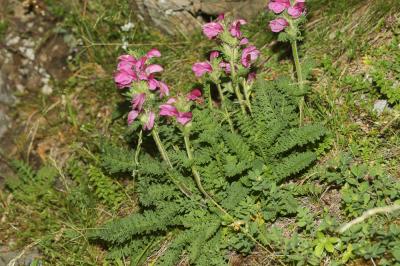 Pédiculaire à bec en épi Pedicularis rostratospicata Crantz, 1769