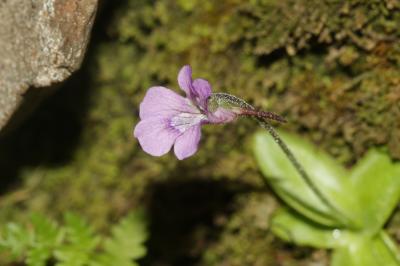 Grassette à grandes fleurs Pinguicula grandiflora Lam., 1789