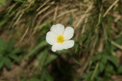Renoncule des Pyrénées Ranunculus pyrenaeus L., 1771