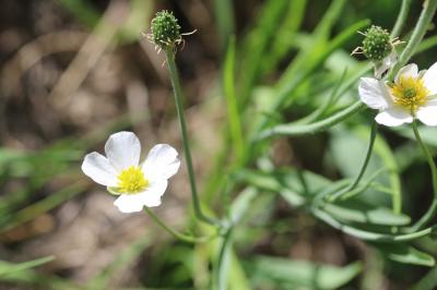 Renoncule des Pyrénées Ranunculus pyrenaeus L., 1771