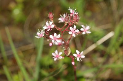 Saxifrage des ombrages, Saxifrage de l'ombre Saxifraga umbrosa L., 1762