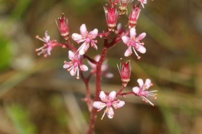 Saxifrage des ombrages, Saxifrage de l'ombre Saxifraga umbrosa L., 1762