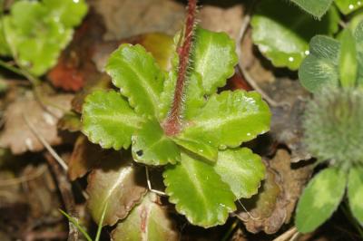 Saxifrage des ombrages, Saxifrage de l'ombre Saxifraga umbrosa L., 1762