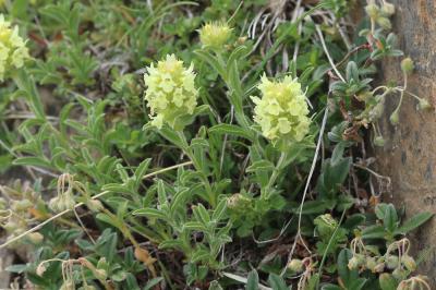 Crapaudine des Pyrénées Sideritis hyssopifolia subsp. eynensis (Sennen) Malag., 1968