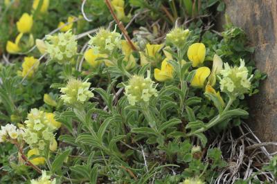 Crapaudine des Pyrénées Sideritis hyssopifolia subsp. eynensis (Sennen) Malag., 1968