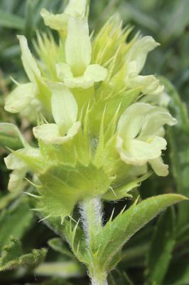 Crapaudine des Pyrénées Sideritis hyssopifolia subsp. eynensis (Sennen) Malag., 1968