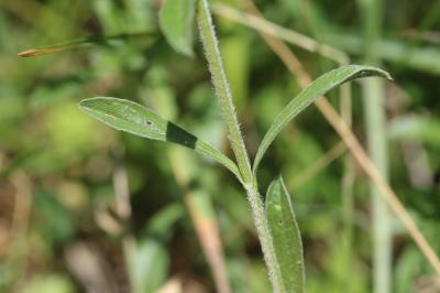 Crapaudine des Pyrénées Sideritis hyssopifolia subsp. eynensis (Sennen) Malag., 1968