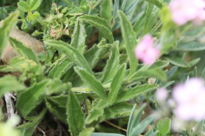 Crapaudine des Pyrénées Sideritis hyssopifolia subsp. eynensis (Sennen) Malag., 1968