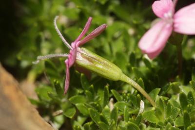 Silène à tiges longues Silene acaulis subsp. longiscapa Vierh., 1901