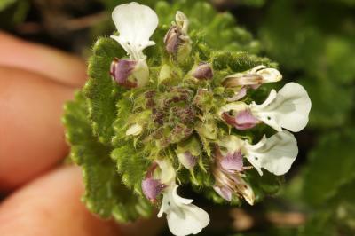 Germandrée des Pyrénées Teucrium pyrenaicum L., 1753