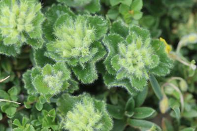Germandrée des Pyrénées Teucrium pyrenaicum L., 1753