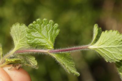 Germandrée des Pyrénées Teucrium pyrenaicum L., 1753