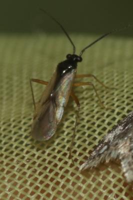  Mecomma ambulans (Fallén, 1807)