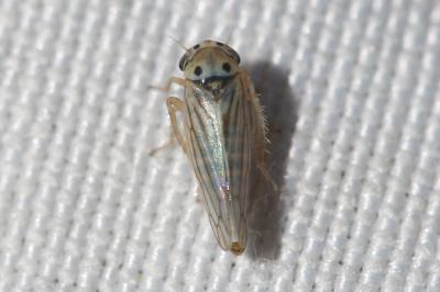 Austroagallia sinuata (Mulsant & Rey 1855)
