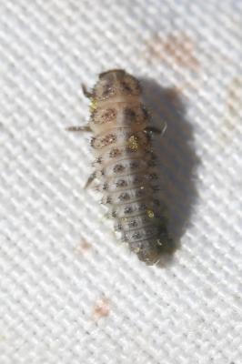  Tytthaspis sedecimpunctata (Linnaeus, 1760)