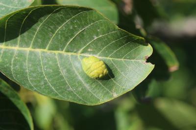  Aceria erinea (Nalepa, 1891)