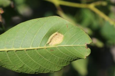  Aceria erinea (Nalepa, 1891)